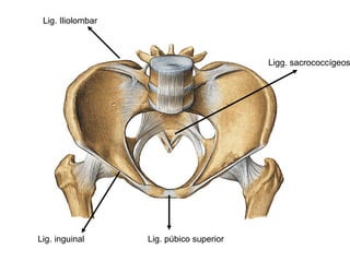 Lig. inguinal Lig. púbico superior
Lig. Iliolombar
Ligg. sacrococcígeos
 