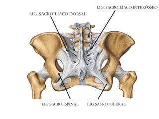 LIG. SACROILÍACO INTERÓSSEO
LIG. SACROILÍACO DORSAL
LIG SACROESPINAL LIG SACROTUBERAL
 