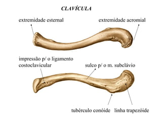 CLAVÍCULA
extremidade esternal extremidade acromial
impressão p/ o ligamento
costoclavicular sulco p/ o m. subclávio
tubérculo conóide linha trapezóide
 