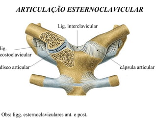 ARTICULAÇÃO ESTERNOCLAVICULAR
lig.
costoclavicular
disco articular cápsula articular
Lig. interclavicular
Obs: ligg. esternoclaviculares ant. e post.
 