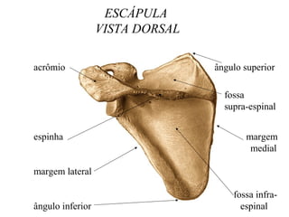 ESCÁPULA
VISTA DORSAL
acrômio ângulo superior
espinha margem
medial
margem lateral
fossa infra-
ângulo inferior espinal
fossa
supra-espinal
 
