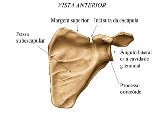 VISTA ANTERIOR
Fossa
subescapular
Margem superior Incisura da escápula
Ângulo lateral
c/ a cavidade
glenoidal
Processo
coracóide
 