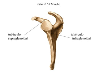 VISTA LATERAL
tubérculo tubérculo
supraglenoidal infraglenoidal
 