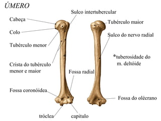 ÚMERO
Cabeça
Colo
Tubérculo menor
Crista do tubérculo
menor e maior
Fossa coronóidea
tróclea capitulo
Fossa radial
* *tuberosidade do
m. deltóide
Fossa do olécrano
Tubérculo maior
Sulco do nervo radial
Sulco intertubercular
 