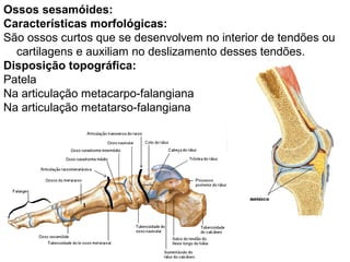Ossos sesamóides:
Características morfológicas:
São ossos curtos que se desenvolvem no interior de tendões ou
cartilagens e auxiliam no deslizamento desses tendões.
Disposição topográfica:
Patela
Na articulação metacarpo-falangiana
Na articulação metatarso-falangiana
 