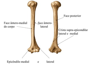 Epicôndilo medial e lateral
Crista supra-epicondilar
lateral e medial
Face ântero-medial face ântero-
do corpo lateral
Face posterior
 