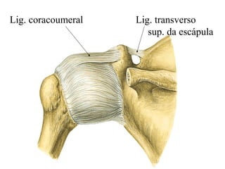 Lig. coracoumeral Lig. transverso
sup. da escápula
 