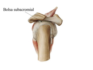 Bolsa subacromial
 