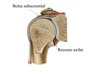 Bolsa subacromial
Recesso axilar
 