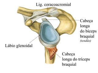 Lábio glenoidal
Cabeça
longa
do bíceps
braquial
(tendão)
Cabeça
longa do tríceps
braquial
Lig. coracoacromial
 