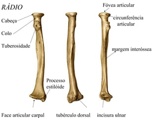 RÁDIO
Cabeça
Colo
Tuberosidade
Face articular carpal tubérculo dorsal incisura ulnar
Fóvea articular
circunferência
articular
margem interóssea
Processo
estilóide
 