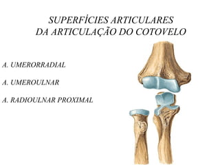 SUPERFÍCIES ARTICULARES
DA ARTICULAÇÃO DO COTOVELO
A. UMERORRADIAL
A. UMEROULNAR
A. RADIOULNAR PROXIMAL
 