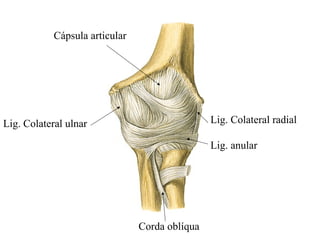 Lig. Colateral ulnar Lig. Colateral radial
Lig. anular
Corda oblíqua
Cápsula articular
 
