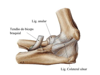 Lig. Colateral ulnar
Lig. anular
Tendão do bíceps
braquial
 
