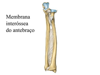 Membrana
interóssea
do antebraço
 