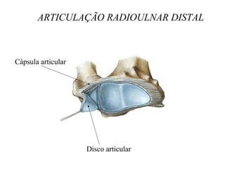 ARTICULAÇÃO RADIOULNAR DISTAL
Disco articular
Cápsula articular
 