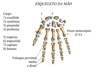 ESQUELETO DA MÃO
Carpo:
1) escafóide
2) semilunar
3) piramidal
4) pisiforme
5) trapézio
6) trapezóide
7) capitato
8) hamato
1 2
3
4
5
6 7
8
Ossos metacarpais
(I-V)
Falanges proximal,
média
e distal
 