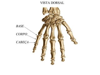 VISTA DORSAL
BASE
CORPO
CABEÇA
 