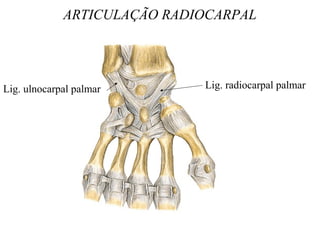 ARTICULAÇÃO RADIOCARPAL
Lig. radiocarpal palmarLig. ulnocarpal palmar
 
