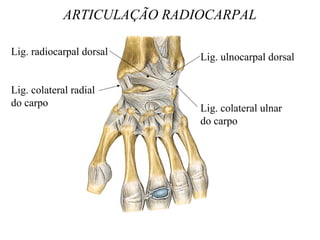 ARTICULAÇÃO RADIOCARPAL
Lig. radiocarpal dorsal
Lig. colateral radial
do carpo
Lig. ulnocarpal dorsal
Lig. colateral ulnar
do carpo
 