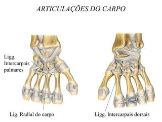 ARTICULAÇÕES DO CARPO
Lig. Radial do carpo Ligg. Intercarpais dorsais
Ligg.
Intercarpais
palmares
 