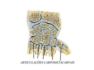 ARTICULAÇÕES CARPOMETACARPAIS
 