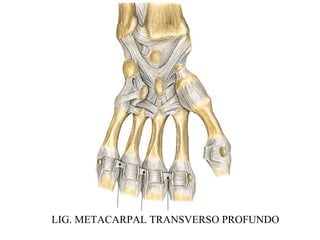 LIG. METACARPAL TRANSVERSO PROFUNDO
 