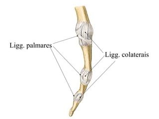 Ligg. palmares
Ligg. colaterais
 