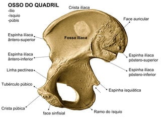 OSSO DO QUADRIL
-ílio
-ísquio
-púbis
Espinha ilíaca
ântero-superior
Espinha ilíaca
ântero-inferior
Fossa ilíaca
Crista ilíaca
Espinha ilíaca
póstero-superior
Espinha ilíaca
póstero-inferior
Face auricular
Espinha isquiática
Ramo do ísquio
Tubérculo púbico
Crista púbica
face sinfisial
Linha pectínea
 