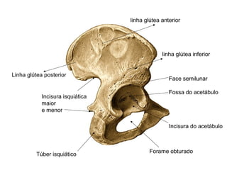 Face semilunar
Fossa do acetábulo
Incisura do acetábulo
Forame obturado
linha glútea anterior
linha glútea inferior
Linha glútea posterior
Túber isquiático
Incisura isquiática
maior
e menor
 