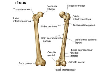 FÊMUR
Trocanter maior
Linha
intertrocantérica
Fóvea da
cabeça
Crista
intertrocantérica
Tuberosidade glútea
lábio lateral da linha
áspera
Linha pectínea
lábio lateral da linha
áspera
Trocanter menor
Face patelar
Linha supracondilar
medial
lateral
Fossa intercondilar
Côndilo
medial
Côndilo lateral
 