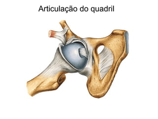 Articulação do quadril
 