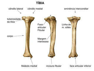 TÍBIA
côndilo lateral côndilo medial eminência intercondilar
tuberosidade
da tíbia
corpo
Face
articular
Fibular
Margem
interóssea
Linha do
m. sóleo
Maléolo medial incisura fibular face articular inferior
 