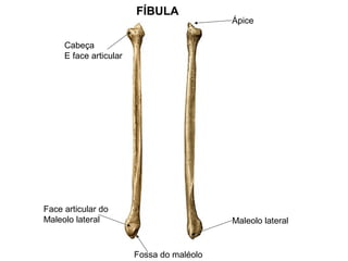 FÍBULA
Cabeça
E face articular
Ápice
Fossa do maléolo
Face articular do
Maleolo lateral Maleolo lateral
 