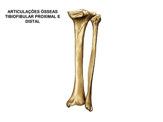 ARTICULAÇÕES ÓSSEAS
TIBIOFIBULAR PROXIMAL E
DISTAL
 