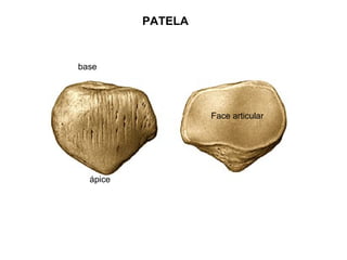 PATELA
base
ápice
Face articular
 