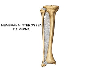 MEMBRANA INTERÓSSEA
DA PERNA
 