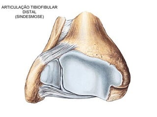 ARTICULAÇÃO TIBIOFIBULAR
DISTAL
(SINDESMOSE)
 