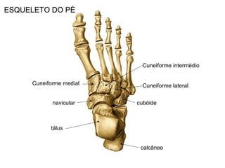 ESQUELETO DO PÉ
tálus
calcâneo
Cuneiforme medial
cubóidenavicular
Cuneiforme intermédio
Cuneiforme lateral
 