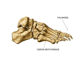OSSOS METATARSAIS
FALANGES
 