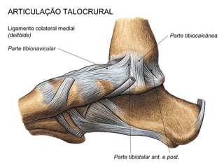 ARTICULAÇÃO TALOCRURAL
Ligamento colateral medial
(deltóide)
Parte tibionavicular
Parte tibiotalar ant. e post.
Parte tibiocalcânea
 