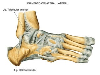 LIGAMENTO COLATERAL LATERAL
Lig. Talofibular anterior
Lig. Calcaneofibular
 