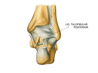 LIG. TALOFIBULAR
POSTERIOR
 