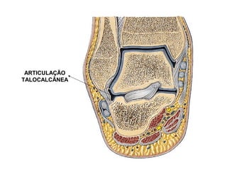 ARTICULAÇÃO
TALOCALCÂNEA
 
