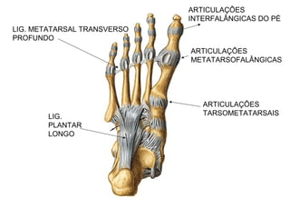 LIG.
PLANTAR
LONGO
LIG. METATARSAL TRANSVERSO
PROFUNDO
ARTICULAÇÕES
TARSOMETATARSAIS
ARTICULAÇÕES
METATARSOFALÂNGICAS
ARTICULAÇÕES
INTERFALÂNGICAS DO PÉ
 
