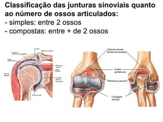 Classificação das junturas sinoviais quanto
ao número de ossos articulados:
- simples: entre 2 ossos
- compostas: entre + de 2 ossos
 