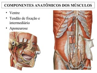 COMPONENTES ANATÔMICOS DOS MÚSCULOS
• Ventre
• Tendão de fixação e
intermediário
• Aponeurose
 