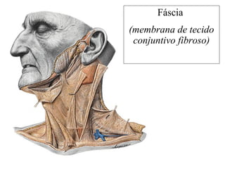 Fáscia
(membrana de tecido
conjuntivo fibroso)
 