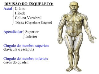 DIVISÃO DO ESQUELETO:
Axial Crânio
Hióide
Coluna Vertebral
Tórax (Costelas e Esterno)
Apendicular Superior
Inferior
Cíngulo do membro superior:
clavícula e escápula
Cíngulo do membro inferior:
ossos do quadril
 