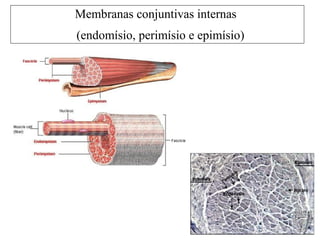 Membranas conjuntivas internas
(endomísio, perimísio e epimísio)
 
